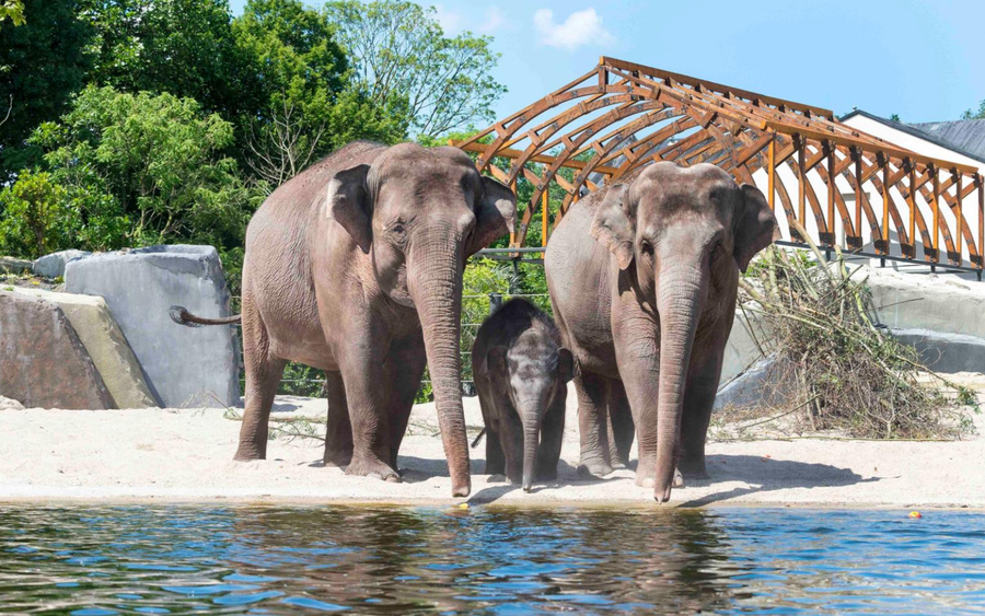 ARTIS-Park tickets met korting - afbeelding 1