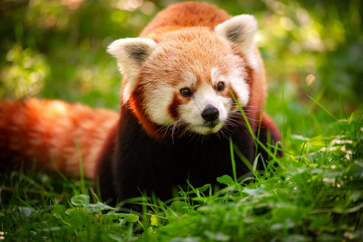 ZOO Planckendael - afbeelding 1